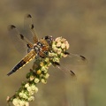 Vierfleck-Libelle (Libellula quadrimaculata)